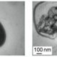 Illustration for article titled Degradable Nanoparticles Bludgeon Antibiotic-Resistant Bacteria